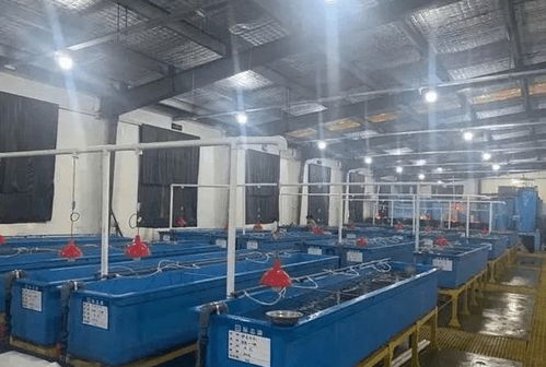 大山里也能養海蝦,全工廠化循環水養殖,走出了一條生態漁業綠色發展新路子